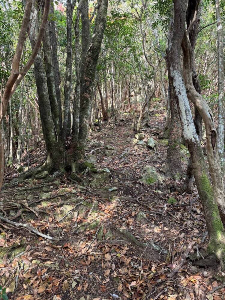 周囲は山々に囲まれ山深く、とにかく水が美しい和歌山の「矢筈岳」