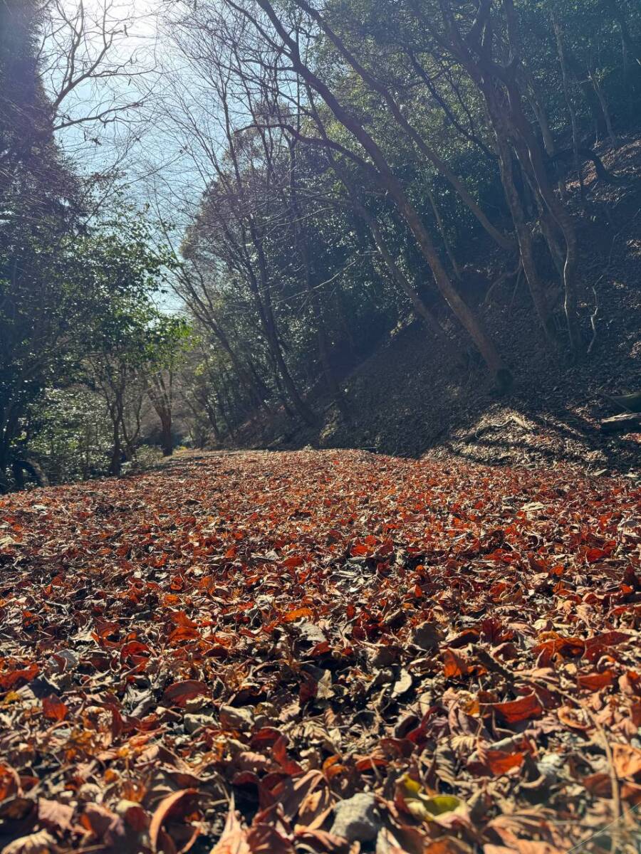 山頂からの眺めは絶景な丹波富士とも呼ばれる『白髪岳』