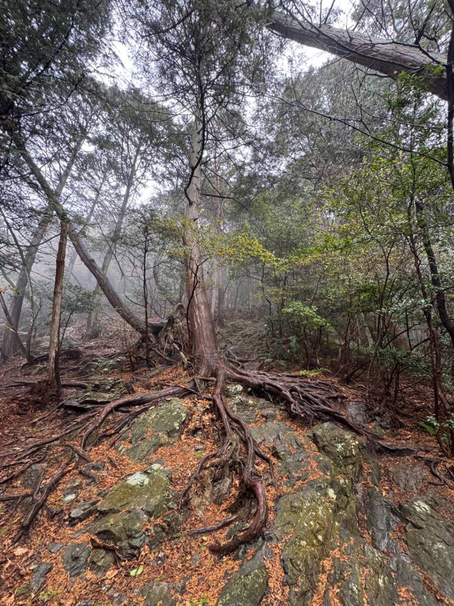 美しい山容で近江富士とも称される御上神社の御神体 『三上山』