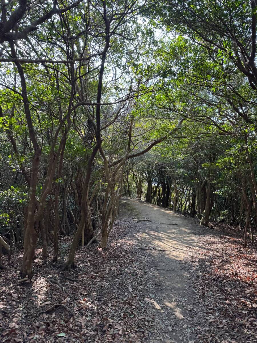 淡路島最高峰「諭鶴羽山」自然や海、神社など見どころ沢山の山