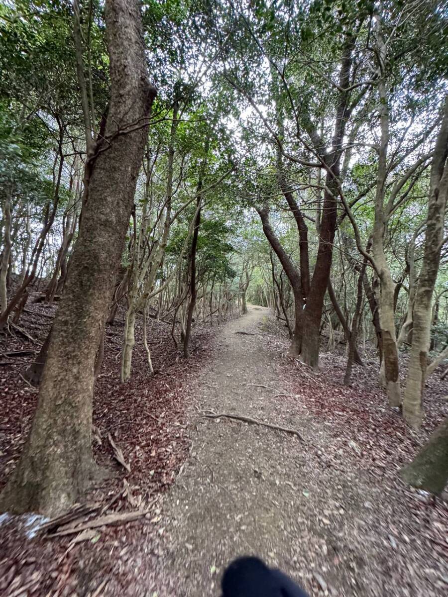 淡路島最高峰「諭鶴羽山」自然や海、神社など見どころ沢山の山