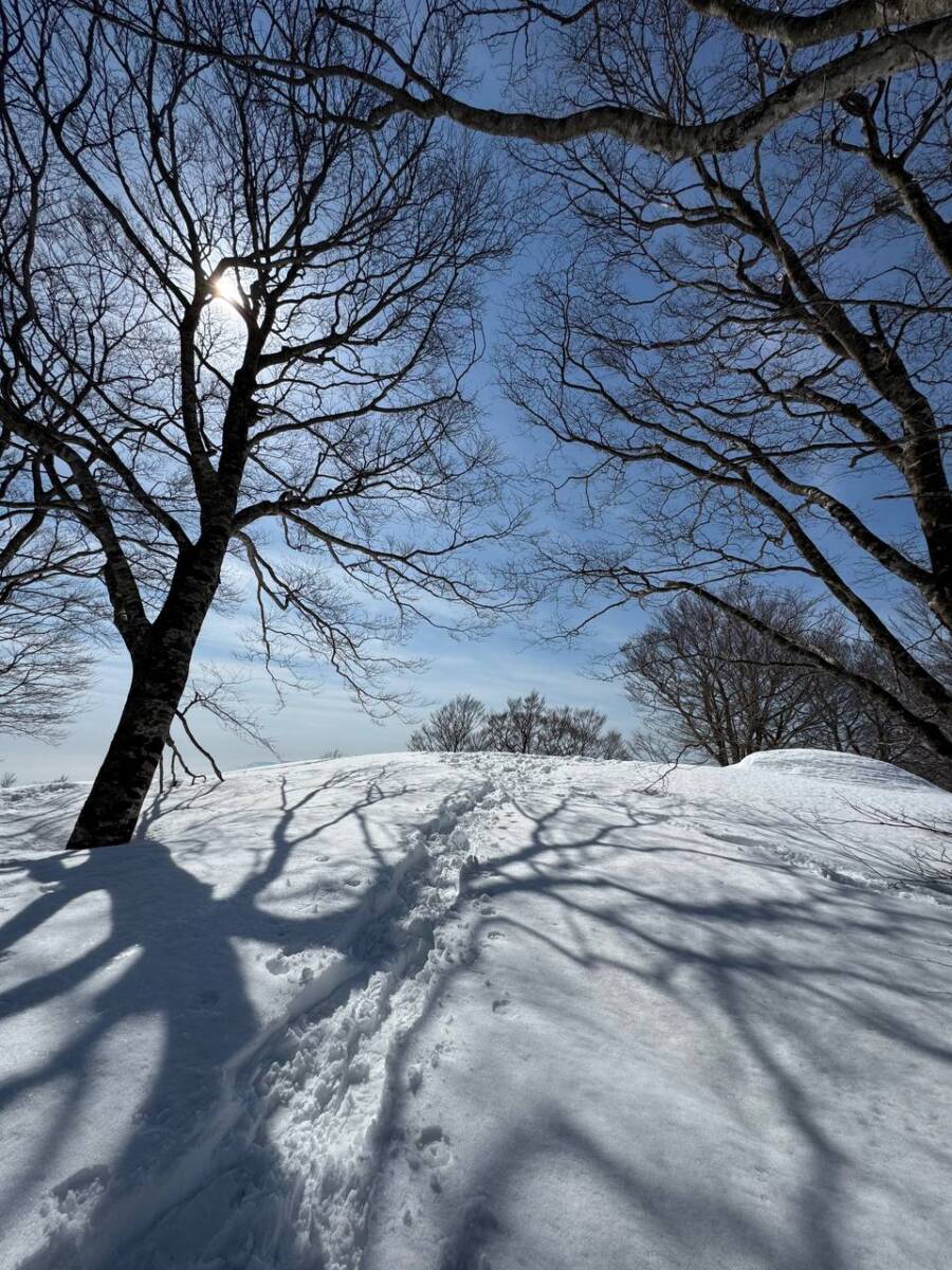 雪深すぎる大雪庇ロードの絶景!! 伊吹山地の最北の山「横山岳」