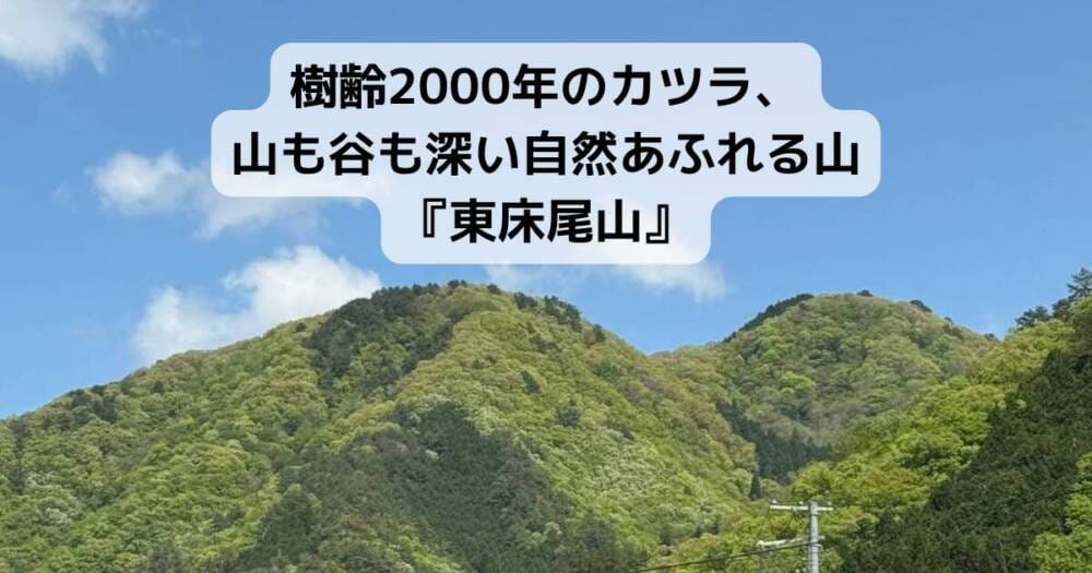 樹齢2000年のカツラ、山も谷も深い自然あふれる山『東床尾山』