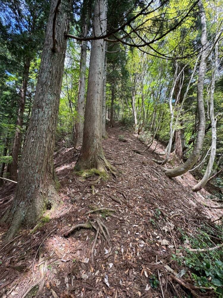 樹齢2000年のカツラ、山も谷も深い自然あふれる山『東床尾山』