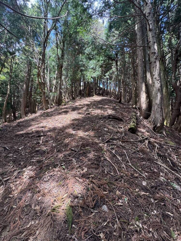 樹齢2000年のカツラ、山も谷も深い自然あふれる山『東床尾山』