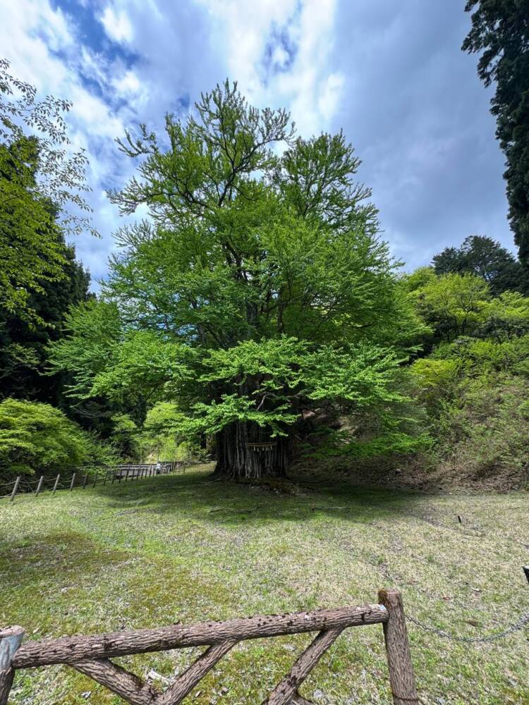 樹齢2000年のカツラ、山も谷も深い自然あふれる山『東床尾山』