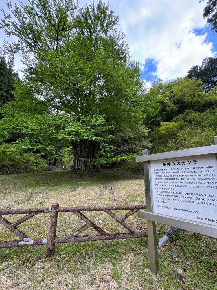 樹齢2000年のカツラ、山も谷も深い自然あふれる山『東床尾山』