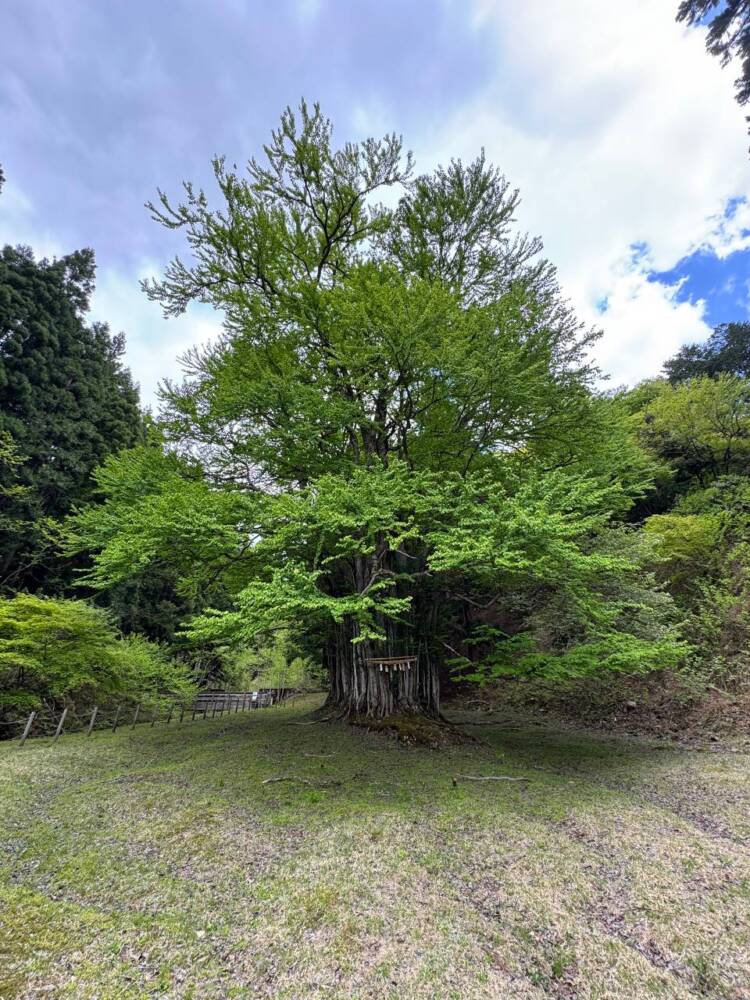 樹齢2000年のカツラ、山も谷も深い自然あふれる山『東床尾山』