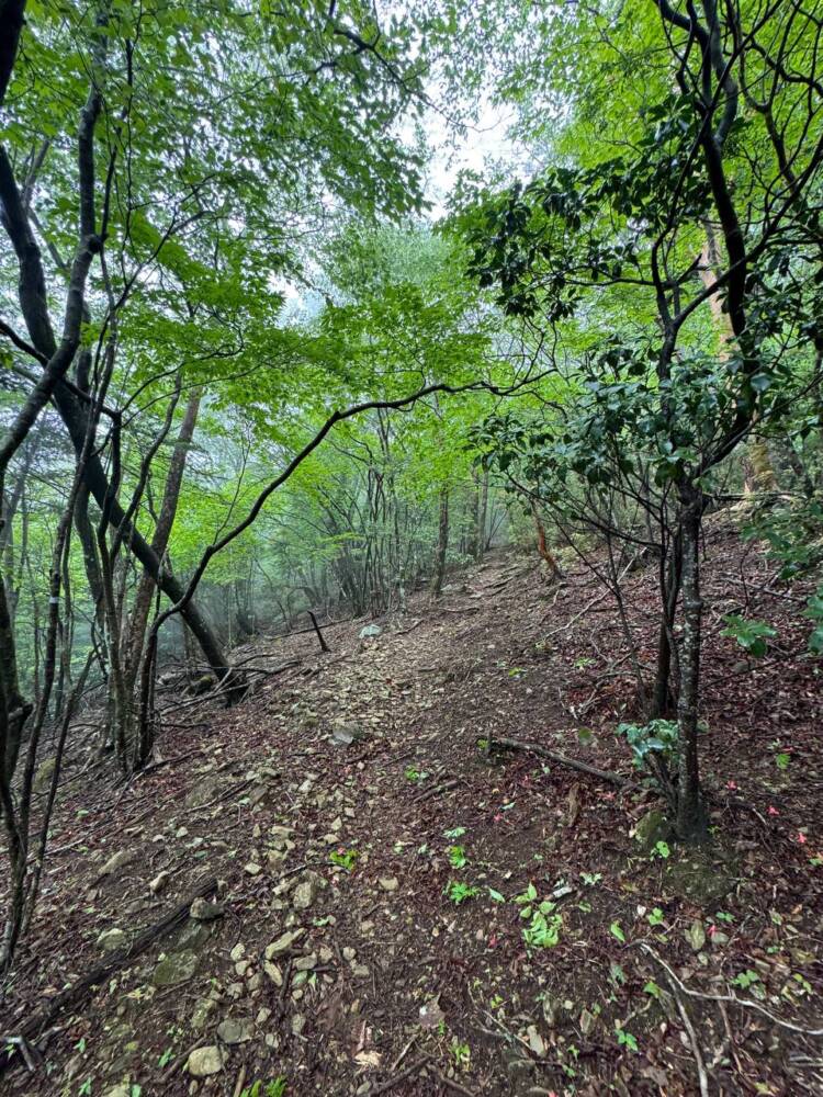 かつては修験者が往来した1000m超の山脈が続く果無山脈の最高峰『冷水山』