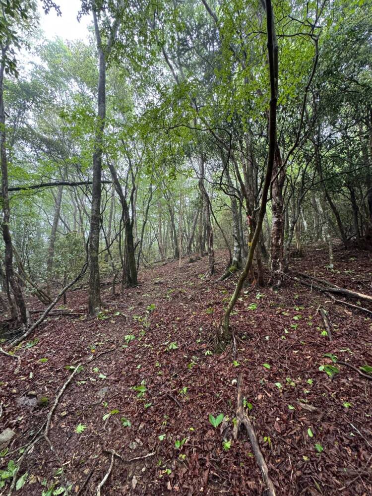 かつては修験者が往来した1000m超の山脈が続く果無山脈の最高峰『冷水山』