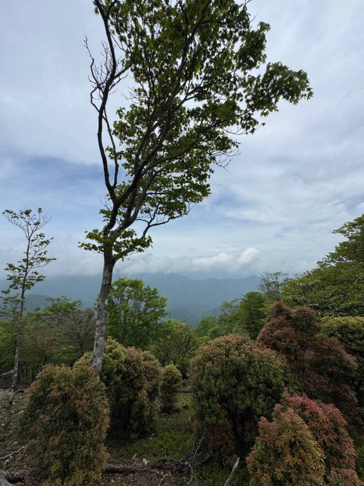 かつては修験者が往来した1000m超の山脈が続く果無山脈の最高峰『冷水山』
