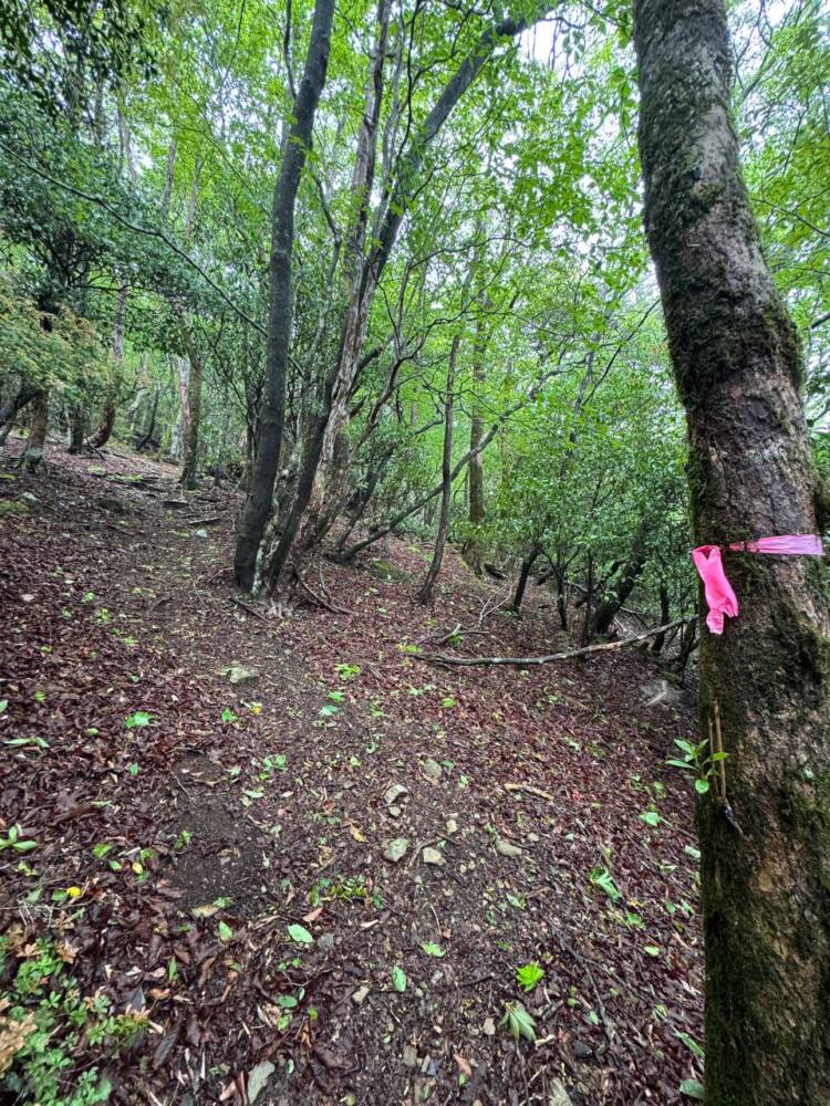 かつては修験者が往来した1000m超の山脈が続く果無山脈の最高峰『冷水山』