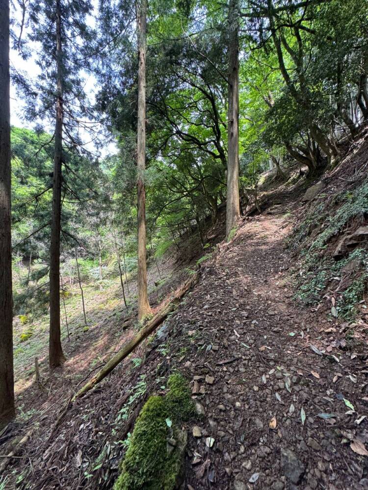 尖がった山で丹波富士とも呼ばれる美しい山容の『弥仙山』