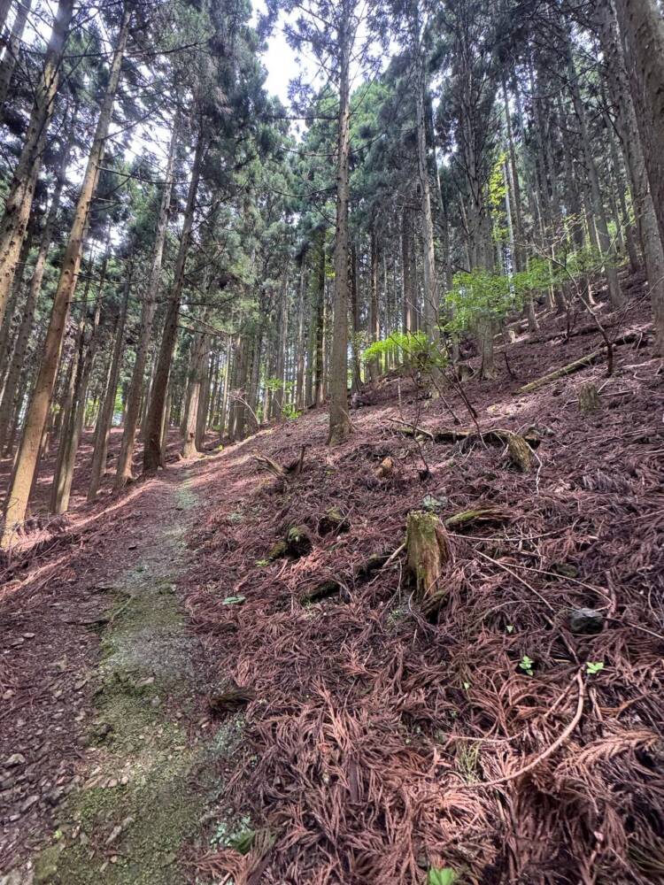 尖がった山で丹波富士とも呼ばれる美しい山容の『弥仙山』