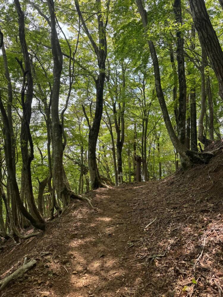 尖がった山で丹波富士とも呼ばれる美しい山容の『弥仙山』