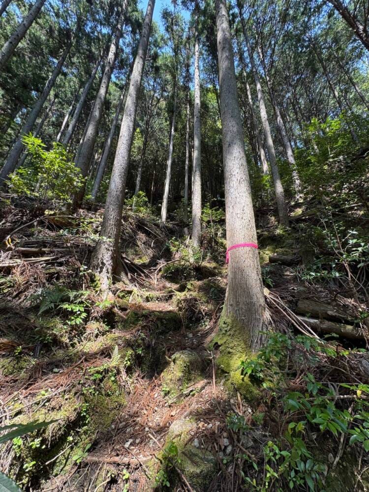 海の景色、山の景色も楽しめる可愛いネズミが迎えてくれる山 『子ノ泊山』