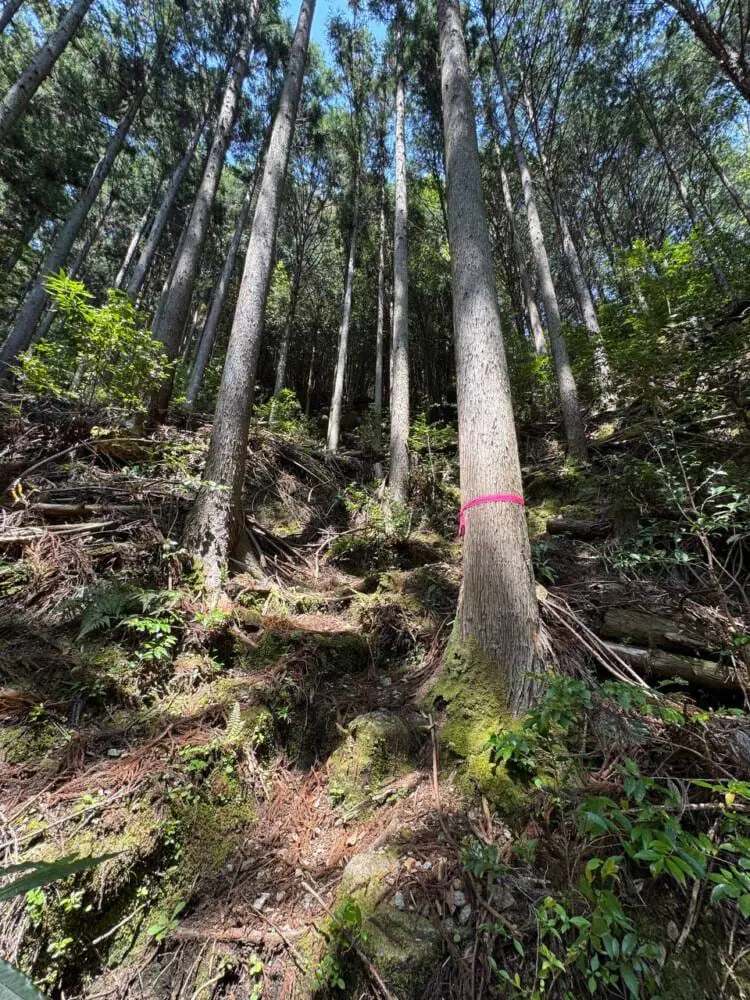 海の景色、山の景色も楽しめる可愛いネズミが迎えてくれる山 『子ノ泊山』