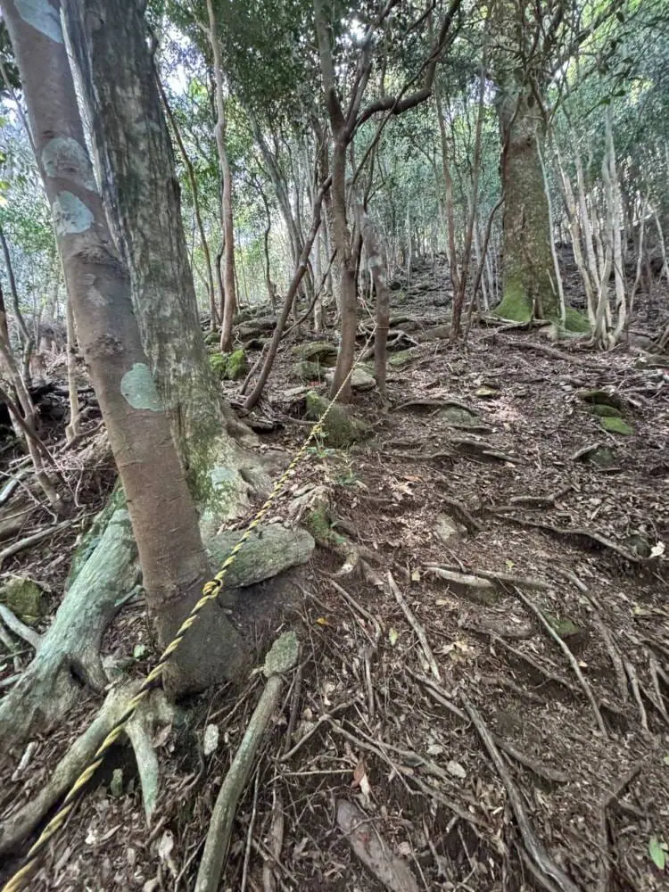 海の景色、山の景色も楽しめる可愛いネズミが迎えてくれる山 『子ノ泊山』