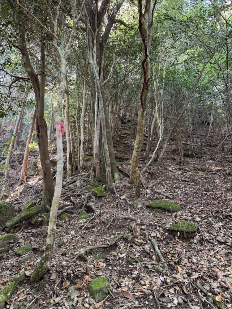 海の景色、山の景色も楽しめる可愛いネズミが迎えてくれる山 『子ノ泊山』