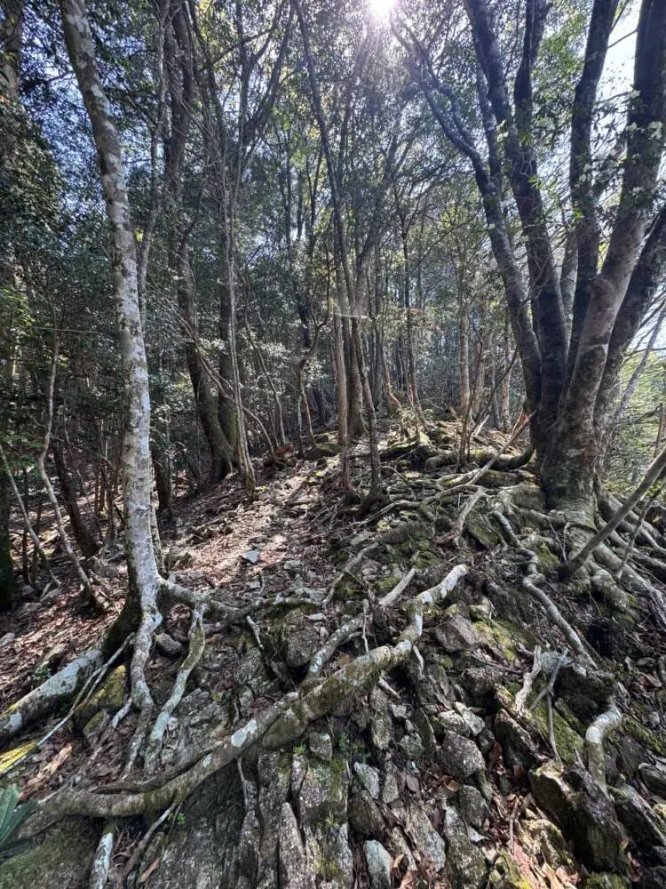海の景色、山の景色も楽しめる可愛いネズミが迎えてくれる山 『子ノ泊山』