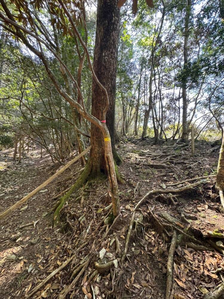 海の景色、山の景色も楽しめる可愛いネズミが迎えてくれる山 『子ノ泊山』