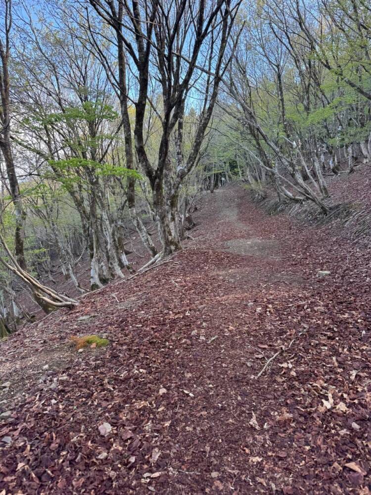 鬼伝説・雲海の名所で知られる大江山連峰の主峰『千丈ヶ嶽』