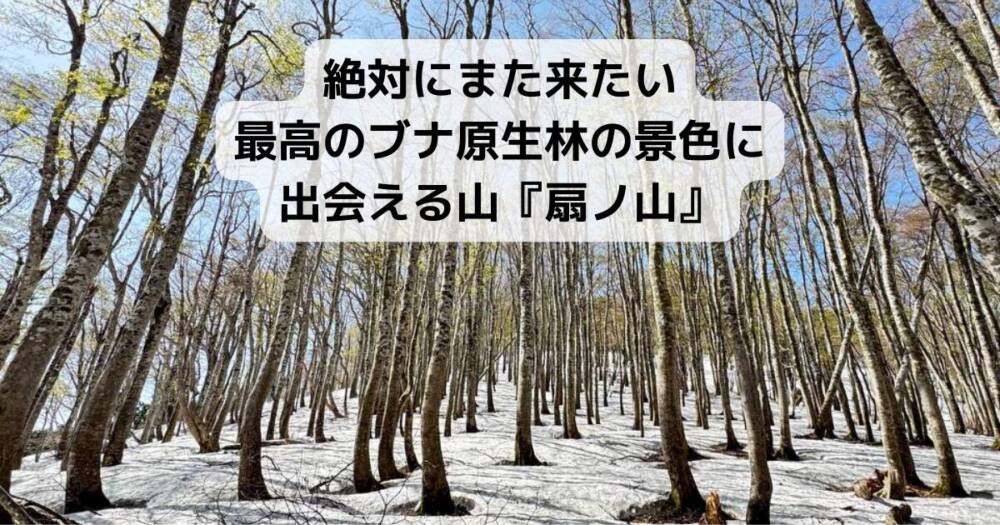 絶対にまた来たい最高のブナ原生林の景色に出会える山『扇ノ山』