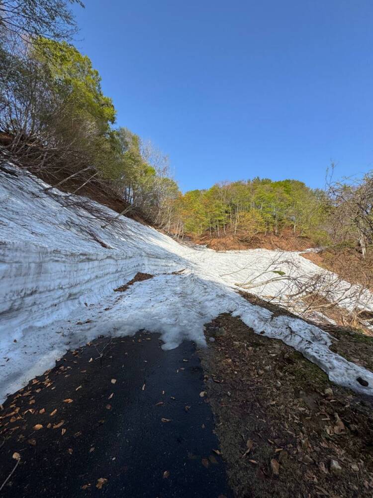 絶対にまた来たい最高のブナ原生林の景色に出会える山『扇ノ山』