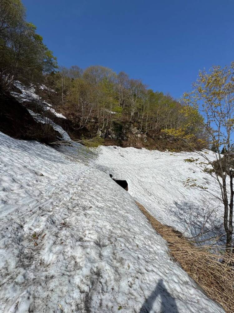 絶対にまた来たい最高のブナ原生林の景色に出会える山『扇ノ山』