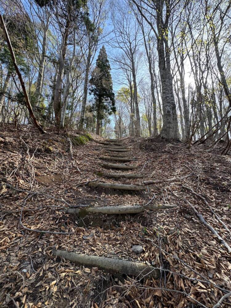 絶対にまた来たい最高のブナ原生林の景色に出会える山『扇ノ山』