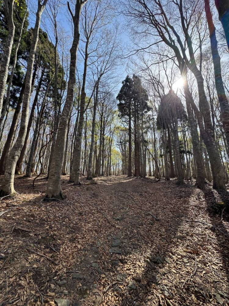 絶対にまた来たい最高のブナ原生林の景色に出会える山『扇ノ山』