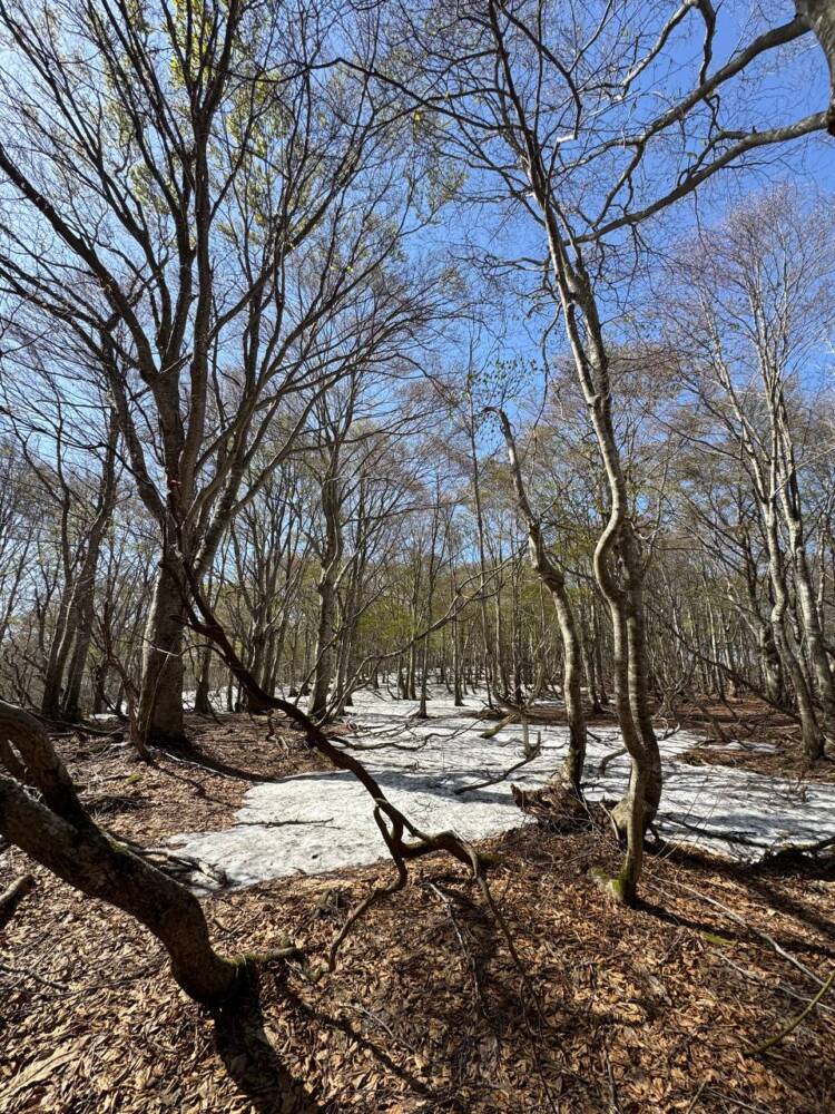 絶対にまた来たい最高のブナ原生林の景色に出会える山『扇ノ山』
