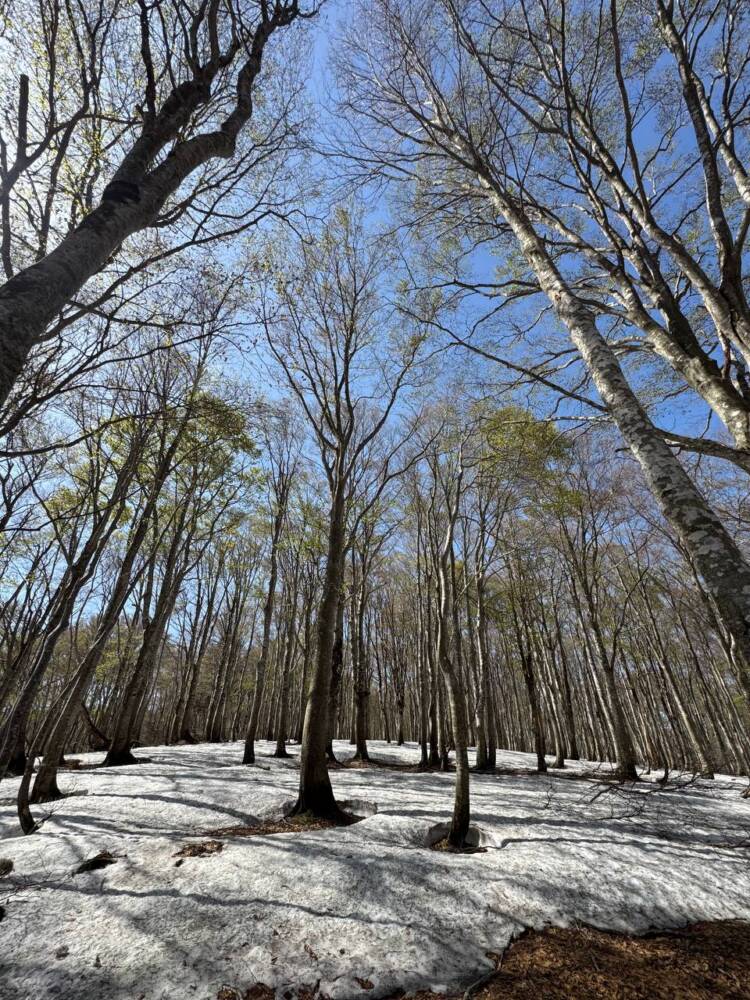 絶対にまた来たい最高のブナ原生林の景色に出会える山『扇ノ山』