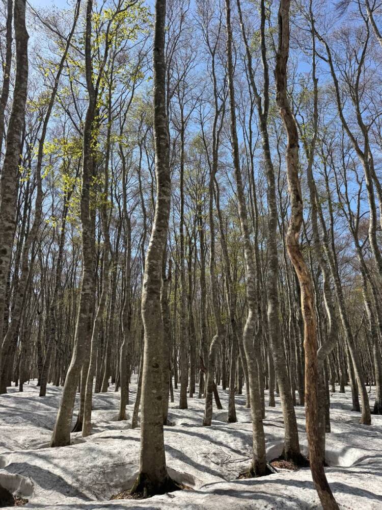 絶対にまた来たい最高のブナ原生林の景色に出会える山『扇ノ山』