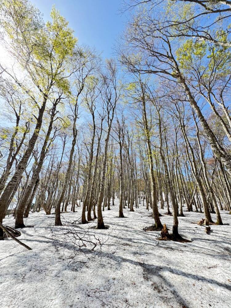 絶対にまた来たい最高のブナ原生林の景色に出会える山『扇ノ山』