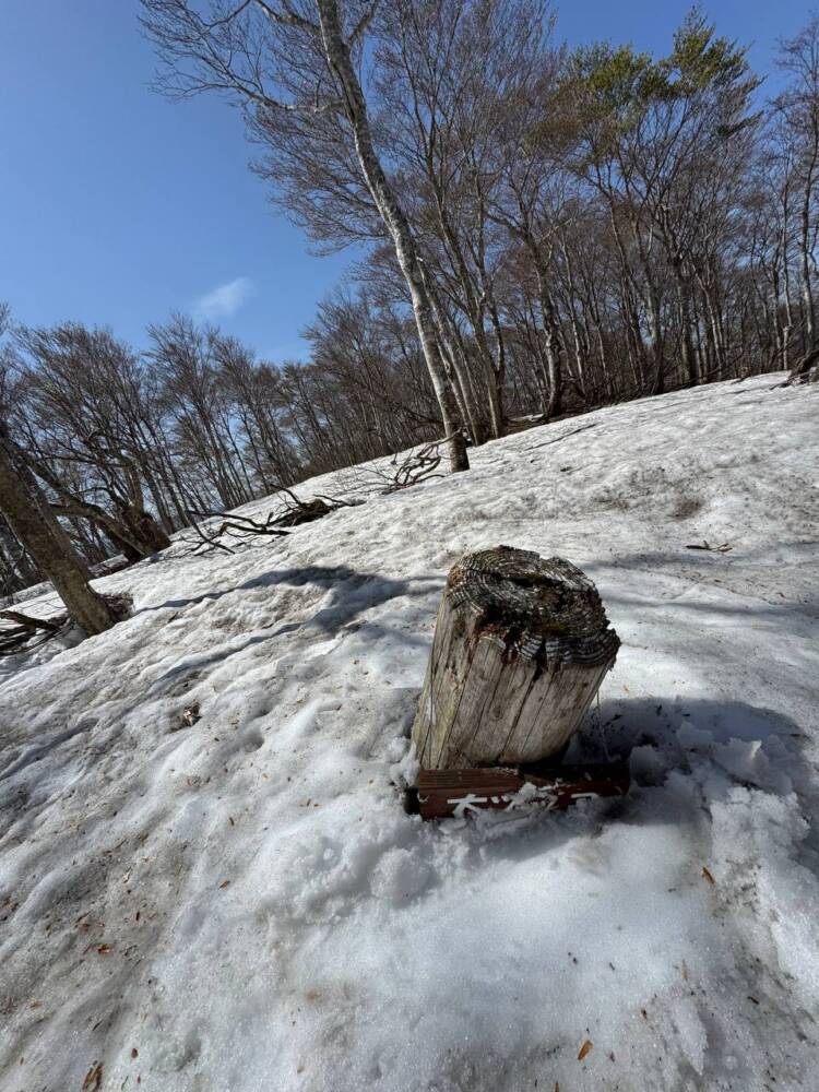 絶対にまた来たい最高のブナ原生林の景色に出会える山『扇ノ山』