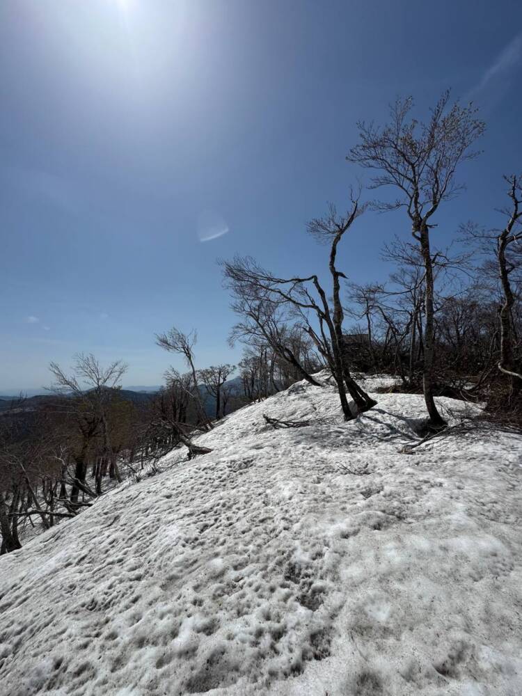 絶対にまた来たい最高のブナ原生林の景色に出会える山『扇ノ山』
