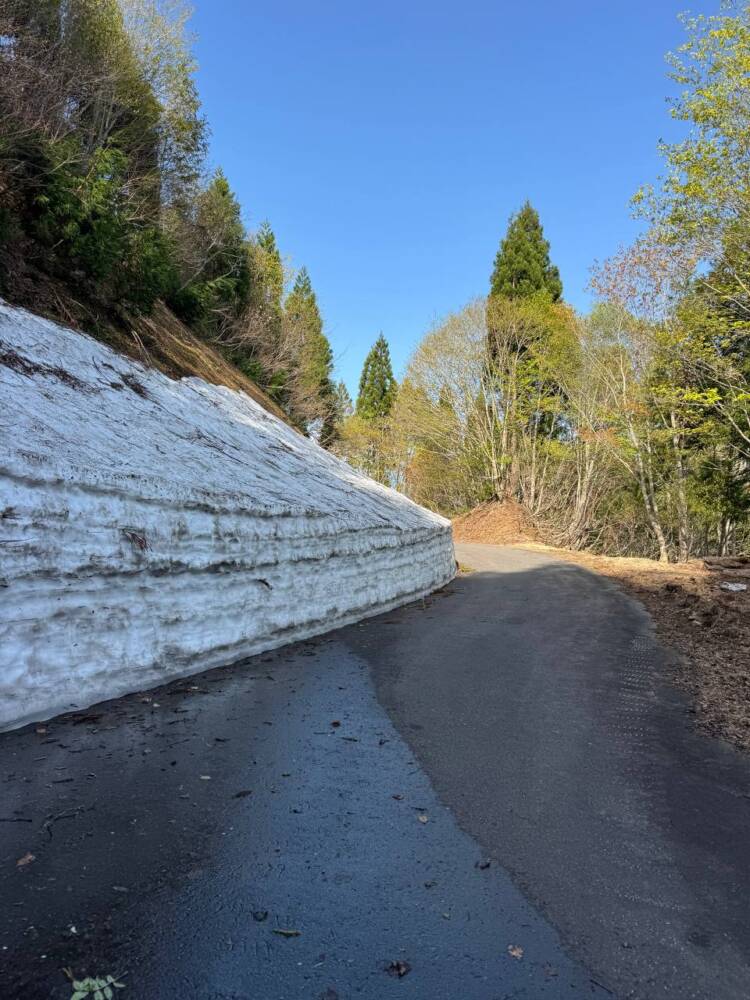 絶対にまた来たい最高のブナ原生林の景色に出会える山『扇ノ山』