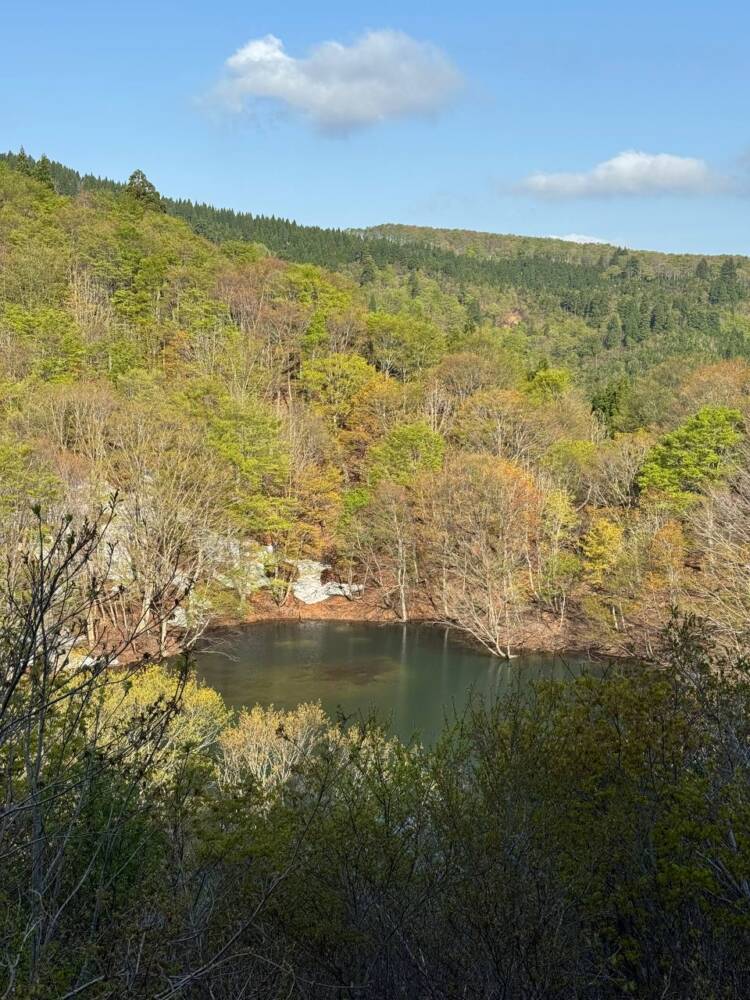 絶対にまた来たい最高のブナ原生林の景色に出会える山『扇ノ山』