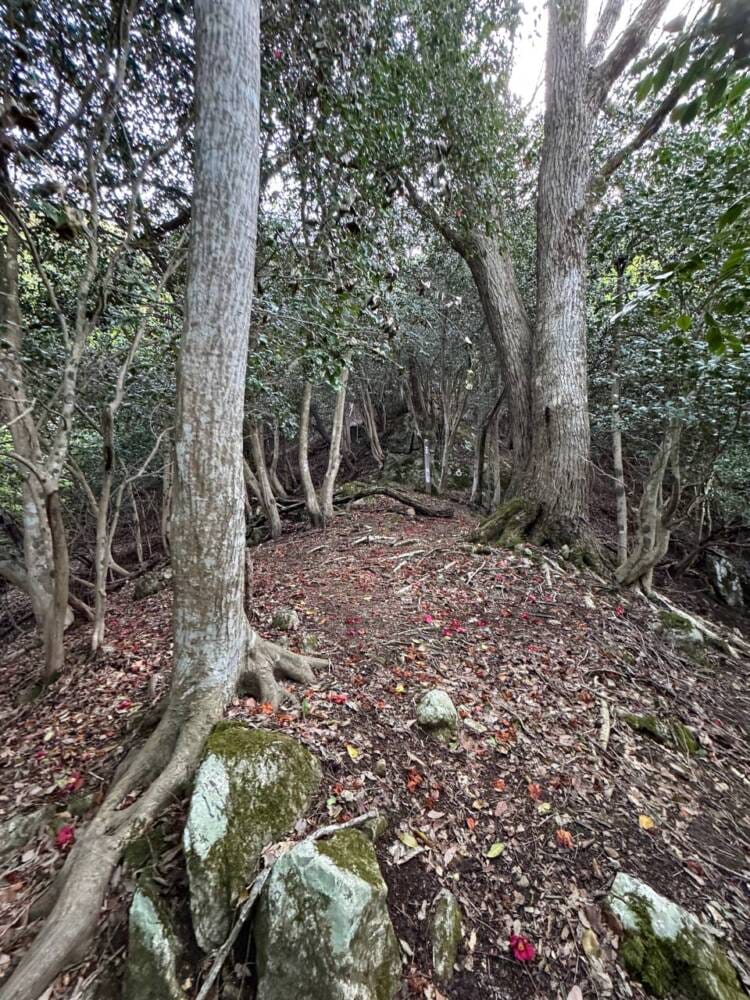 日本三景・天橋立や日本海も楽しめる丹後富士とも呼ばれる絶景の山『由良ヶ岳』