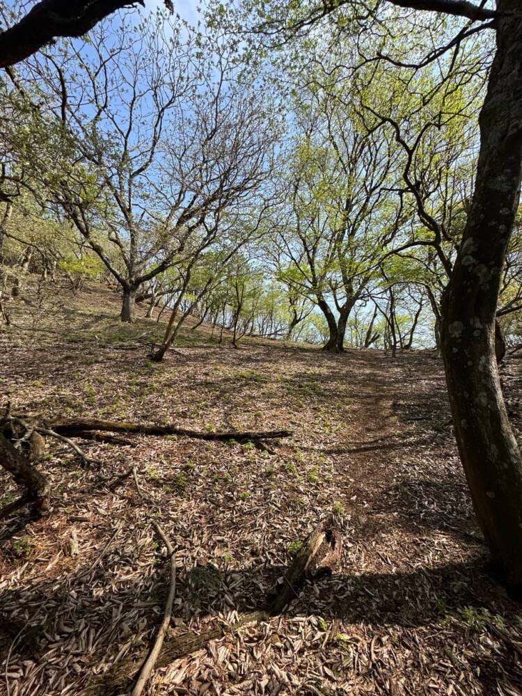 日本三景・天橋立や日本海も楽しめる丹後富士とも呼ばれる絶景の山『由良ヶ岳』