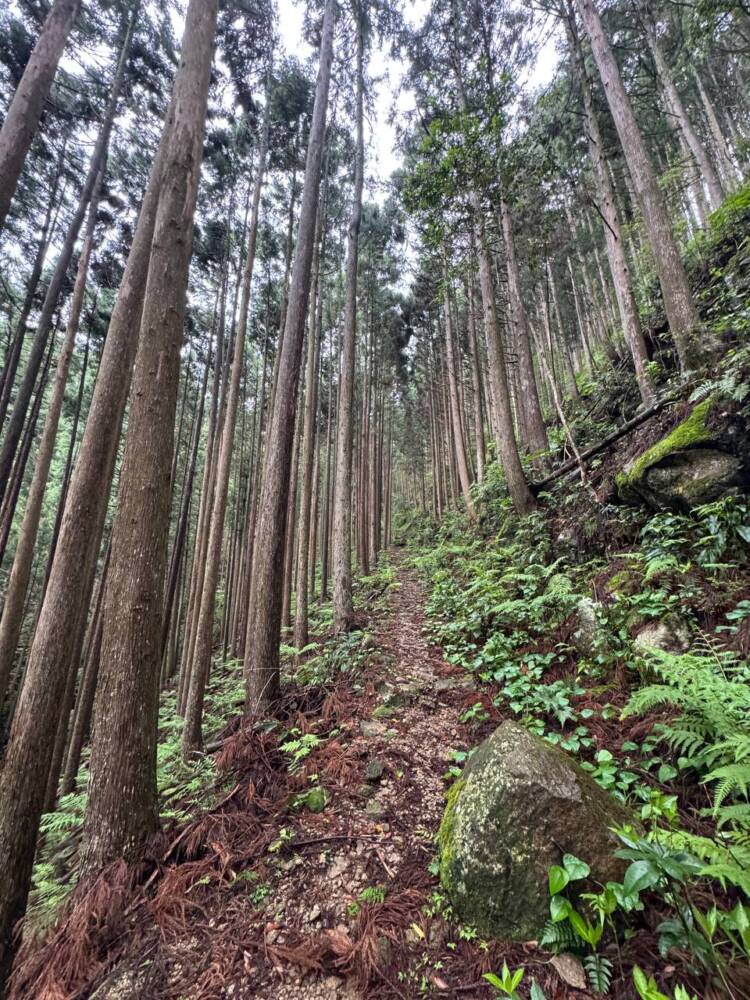 数々の集落跡地が残る景色が見れる新日本百名山『烏帽子山』