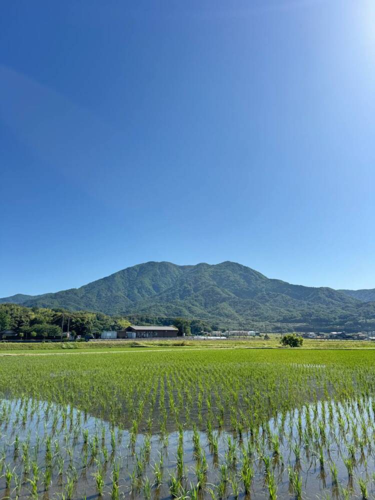 つるが富士とも呼ばれる古代より美しい山容の山『野坂岳』