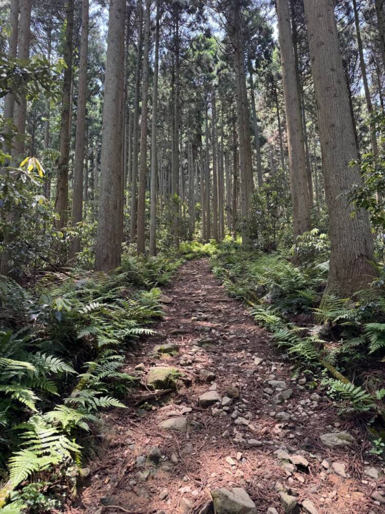 つるが富士とも呼ばれる古代より美しい山容の山『野坂岳』