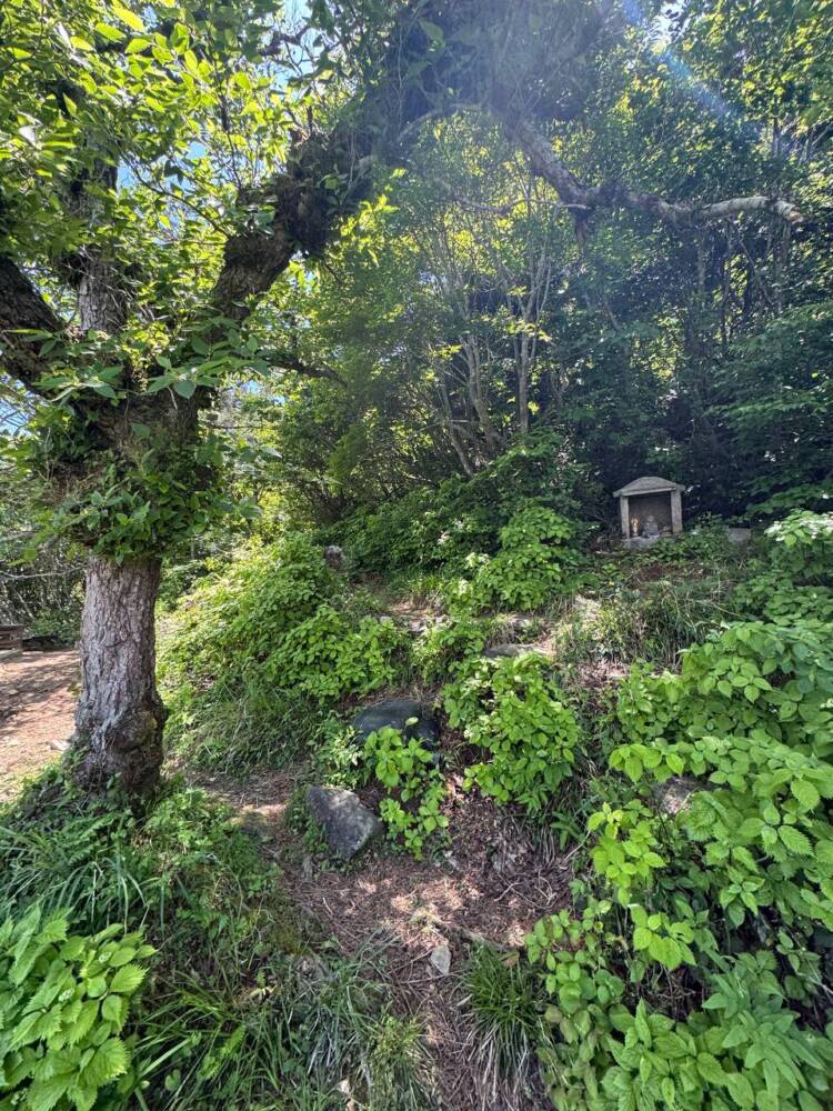 つるが富士とも呼ばれる古代より美しい山容の山『野坂岳』