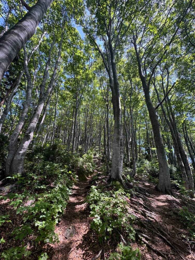 つるが富士とも呼ばれる古代より美しい山容の山『野坂岳』