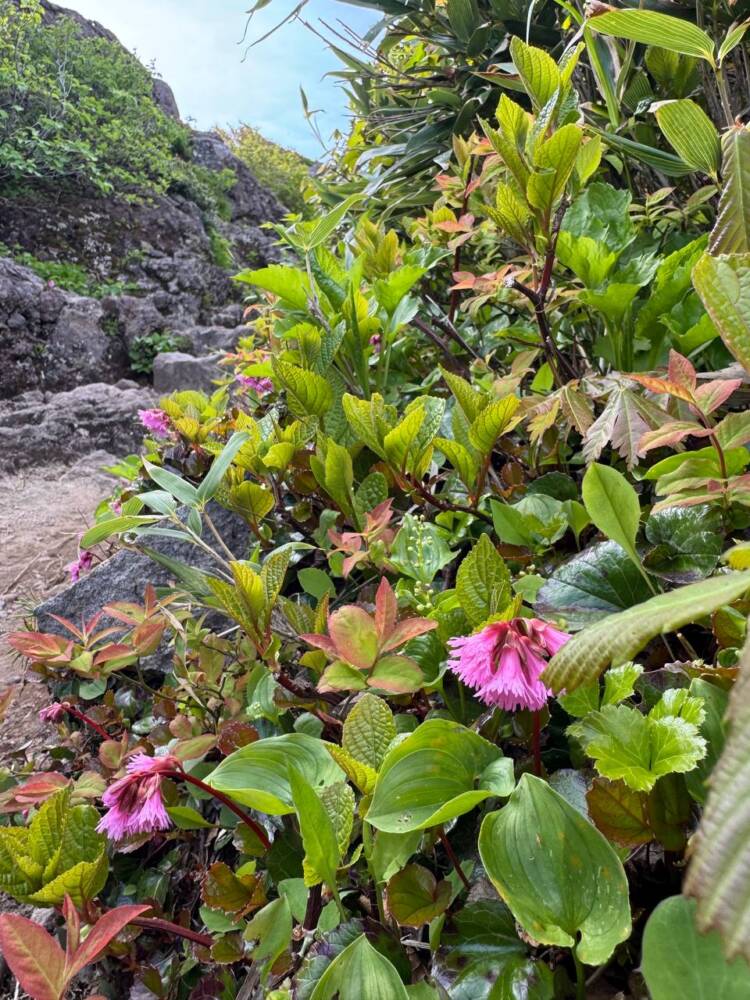 言葉では表せられないほど絶景が広がる東北の名峰『鳥海山』