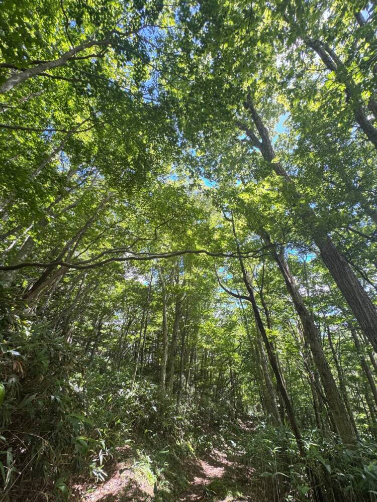 お手軽にアルプスの景色を楽しめる人気の山 『富士見台高原』