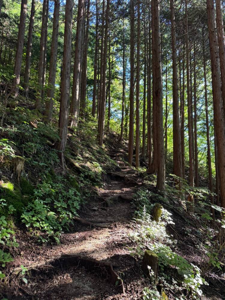 お手軽にアルプスの景色を楽しめる人気の山 『富士見台高原』
