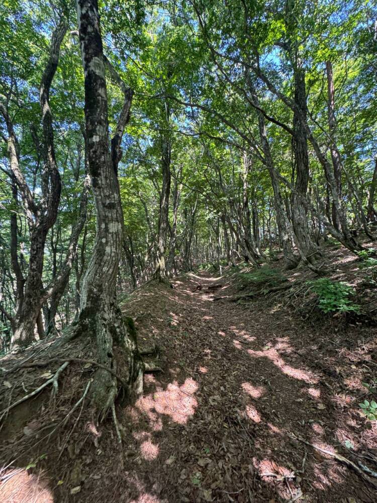 かつての鯖街道を通る歴史ある山道 『八ヶ峰』
